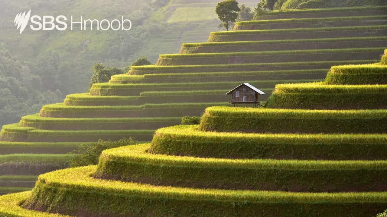 Rice terrace