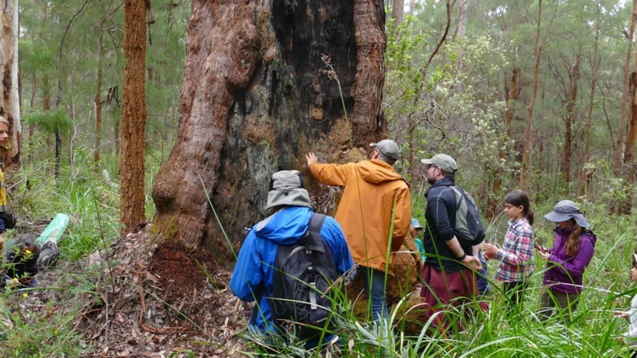 Participants in the Walpole Wilderness BioBlitz. Image: Rebecca Meegan-Lowe