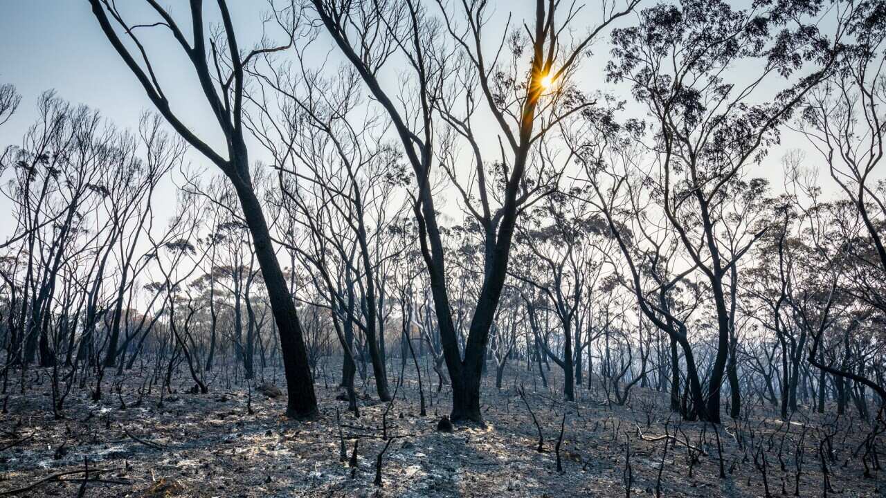 Burnt out vegetation in the wake of Australia's bush fires