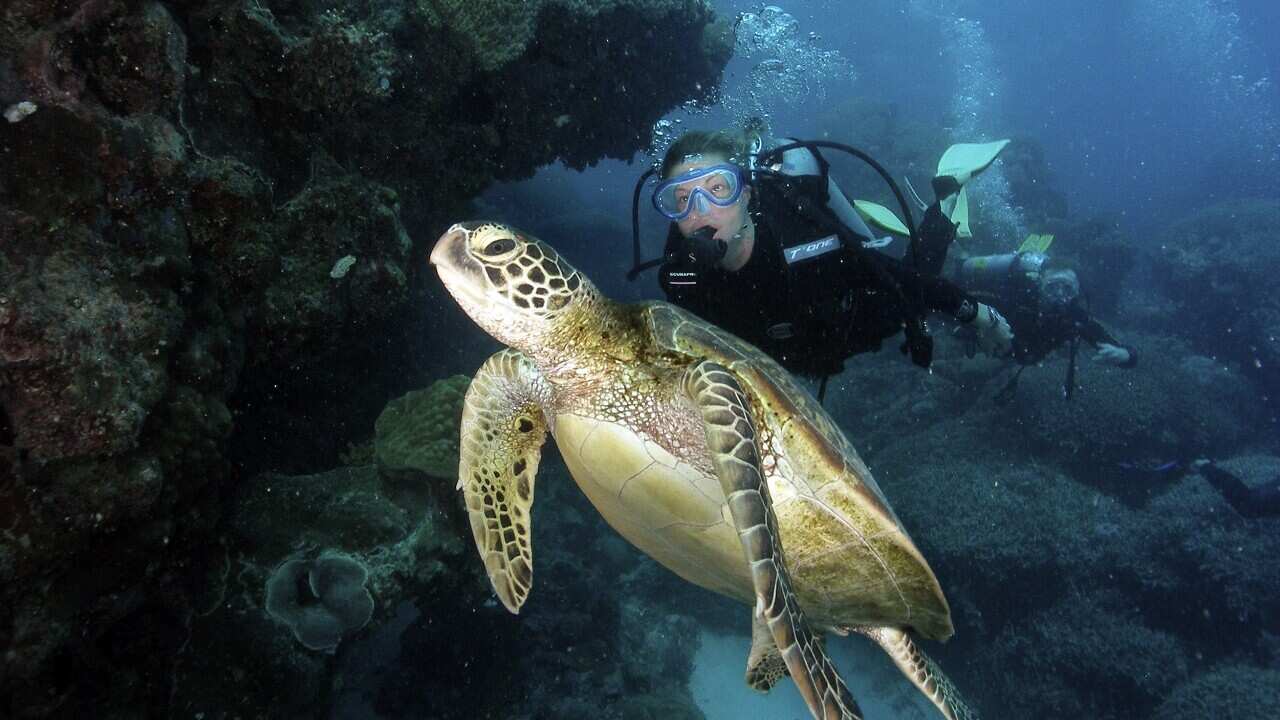 Diver swimming with a turtle in this undated photo in the Coral Sea.