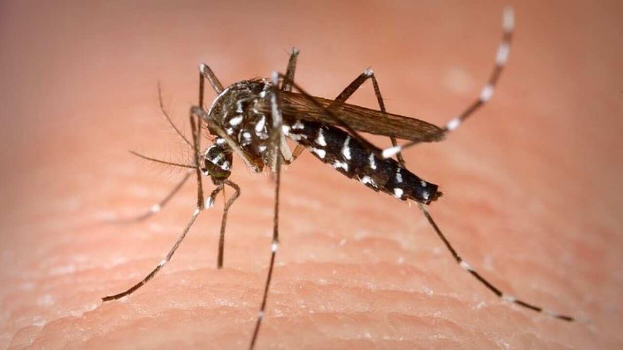  Aedes albopictus (Asian Tiger) female mosquito