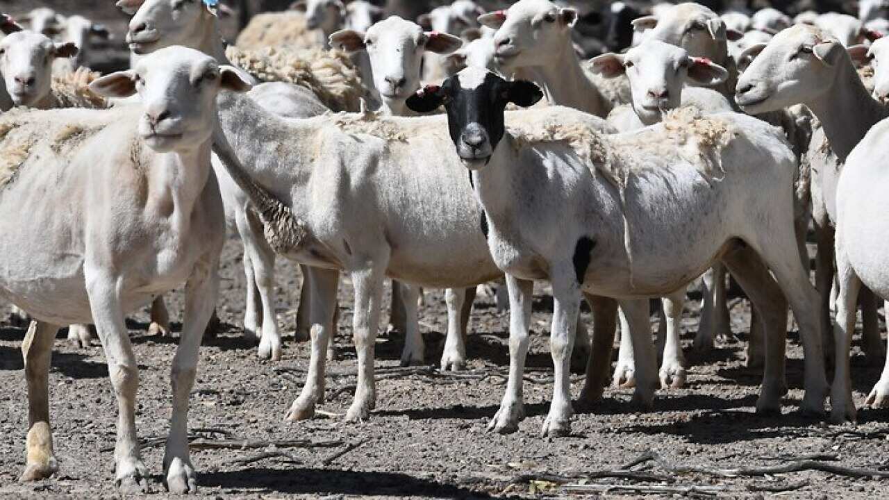 A seca segue castigando severamente o gado e os produtores rurais da região.