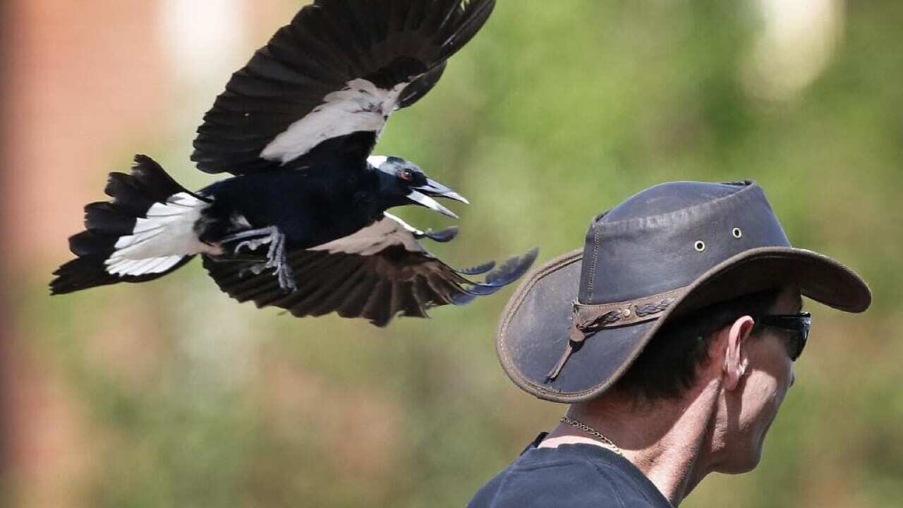 Everything you need to know about magpie swooping season