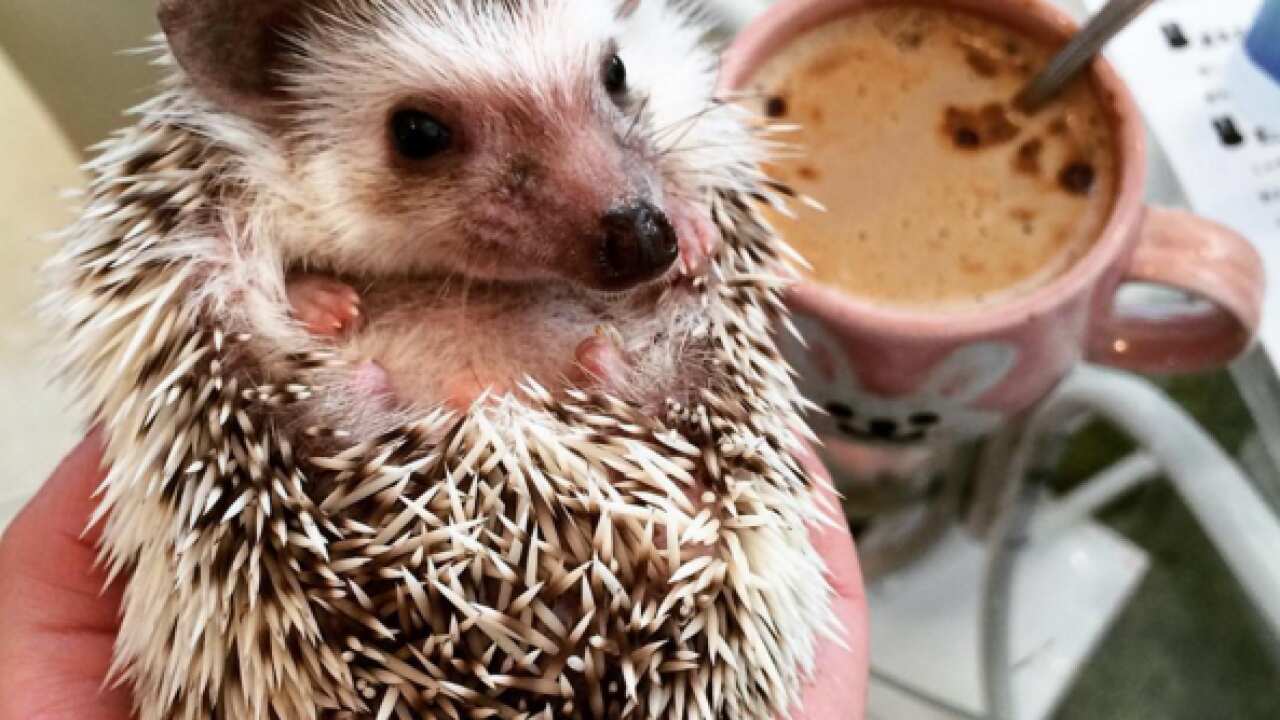 Hedgehog cafes have arrived in Japan