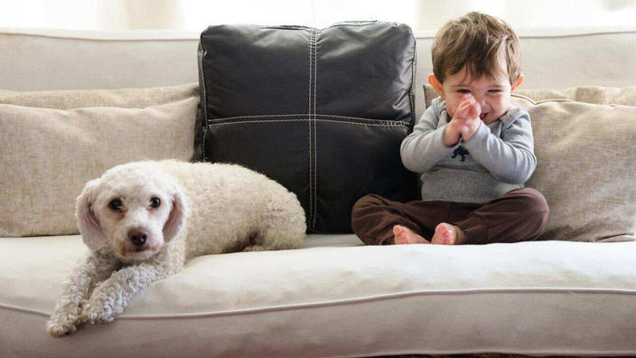 Happy Boy Sitting By Puppy On Sofa At Home