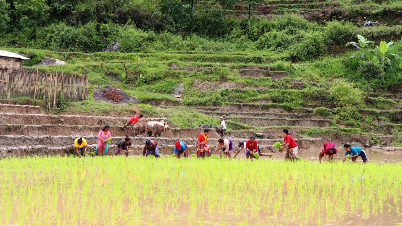 Paddy sowing in Nepal, planting paddy