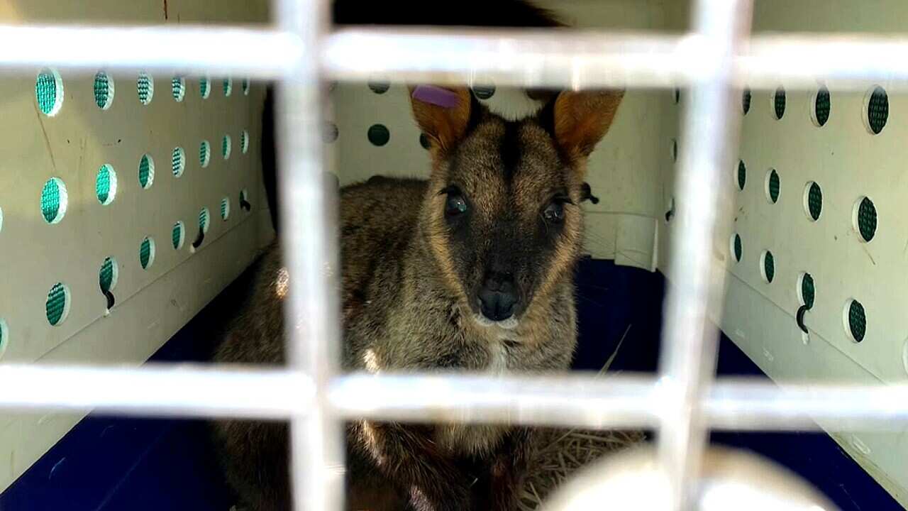 A rock wallaby ready for release