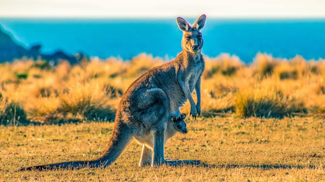 Kangaroo in Maria island