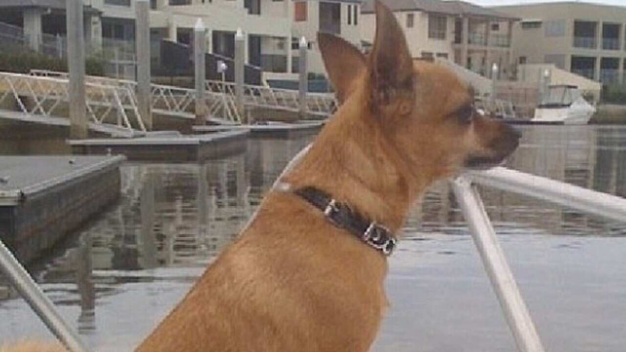 Hero Chihuahua