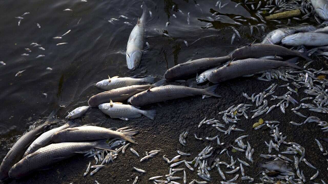 Dead fish float at the Rodrigo de Freitas lagoon in Rio de Janeiro, Friday, Dec. 21, 2018