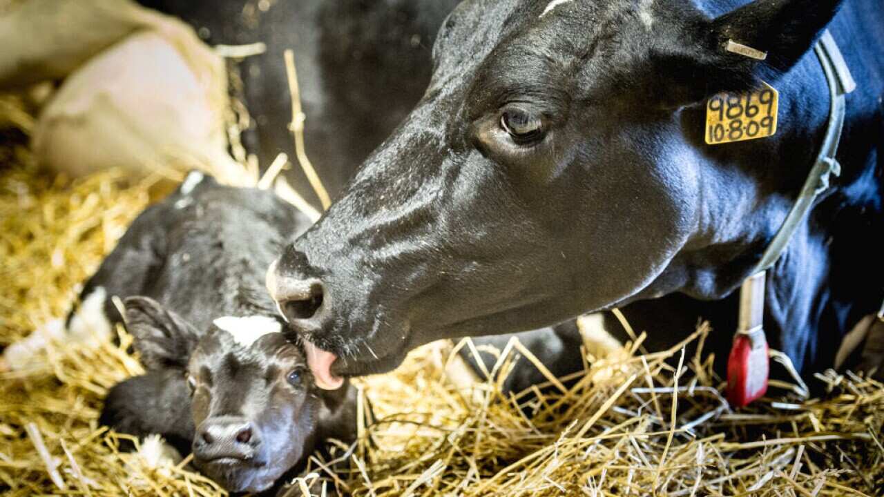 Cow with her calf