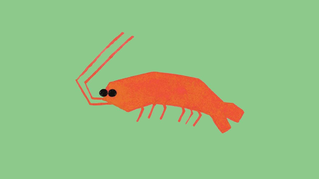 english_syret_seafood_publish.mp3