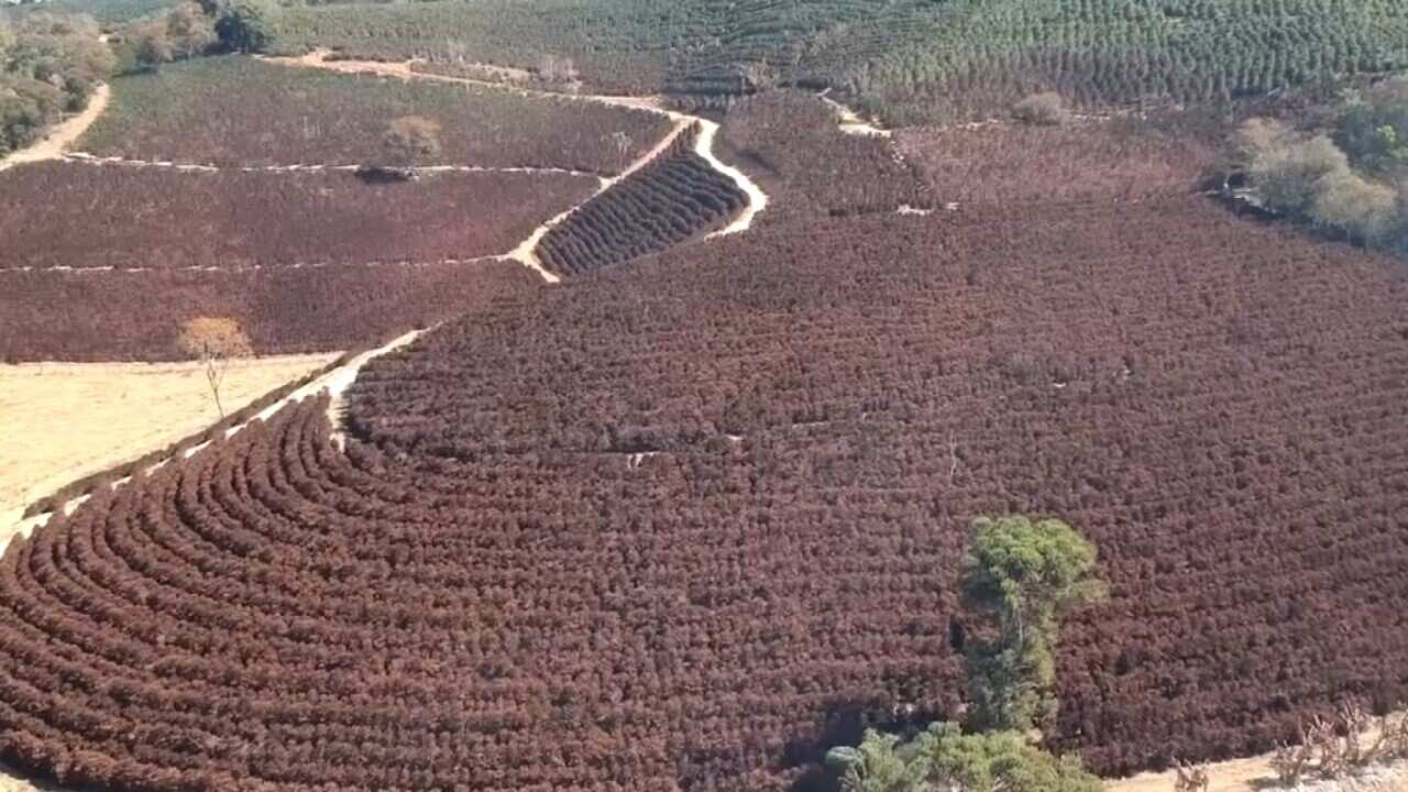 Coffee plantations in Brazil damaged by frost and drought