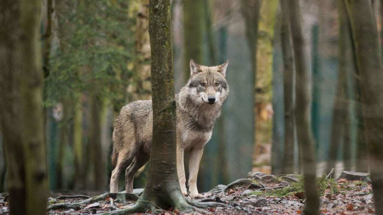 A picture taken on January 4, 2018 shows a wolf in its enclosure at the Hexentanzplatz zoo in Thale, northern Germany.