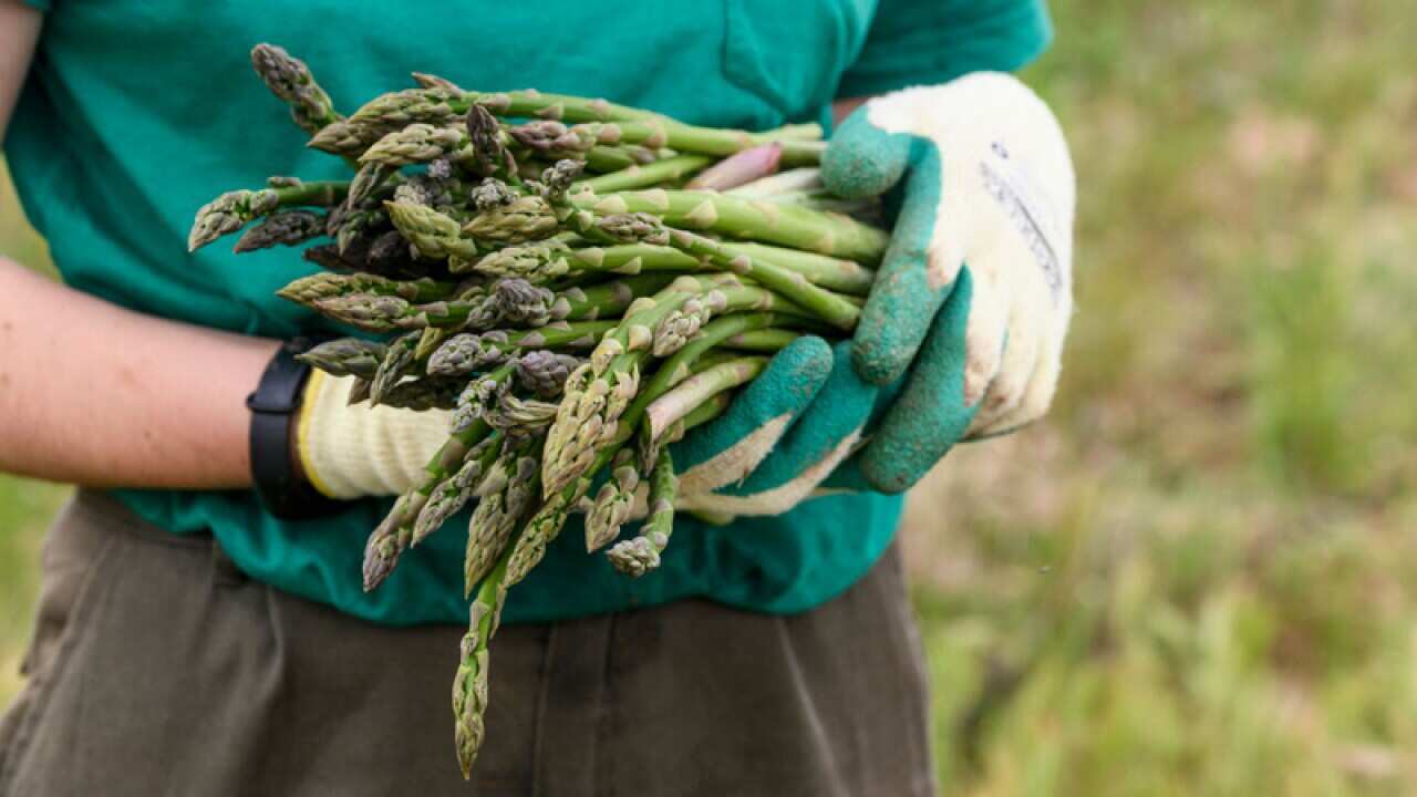 Growing asparagus