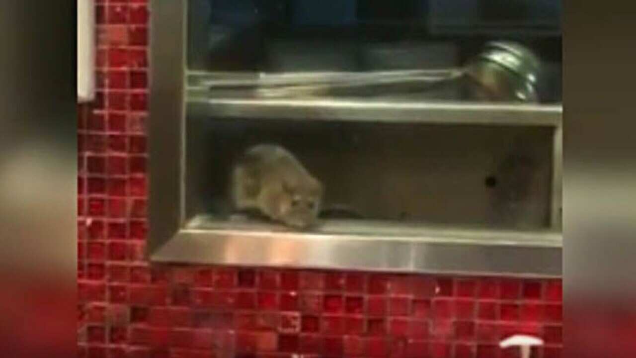 Din Tai Fung are in damage control after vision showed a large rat in their kitchen in at their Westfield Sydney outlet.