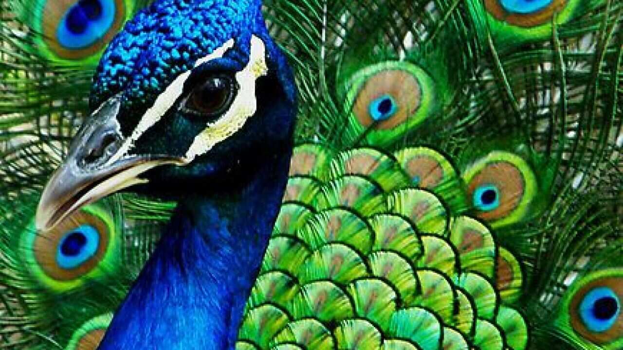 hindi_150423_onpeacockBirdWeb.mp3