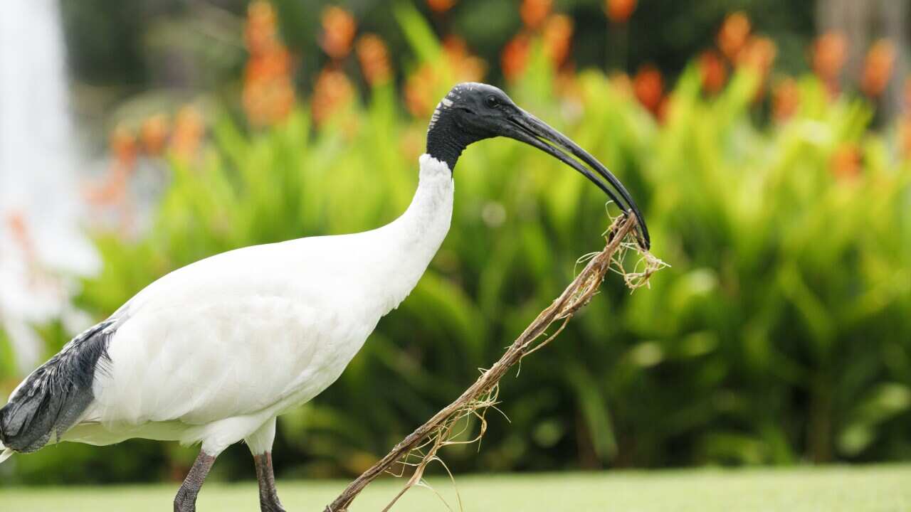 An Australian white ibis carries a branch.