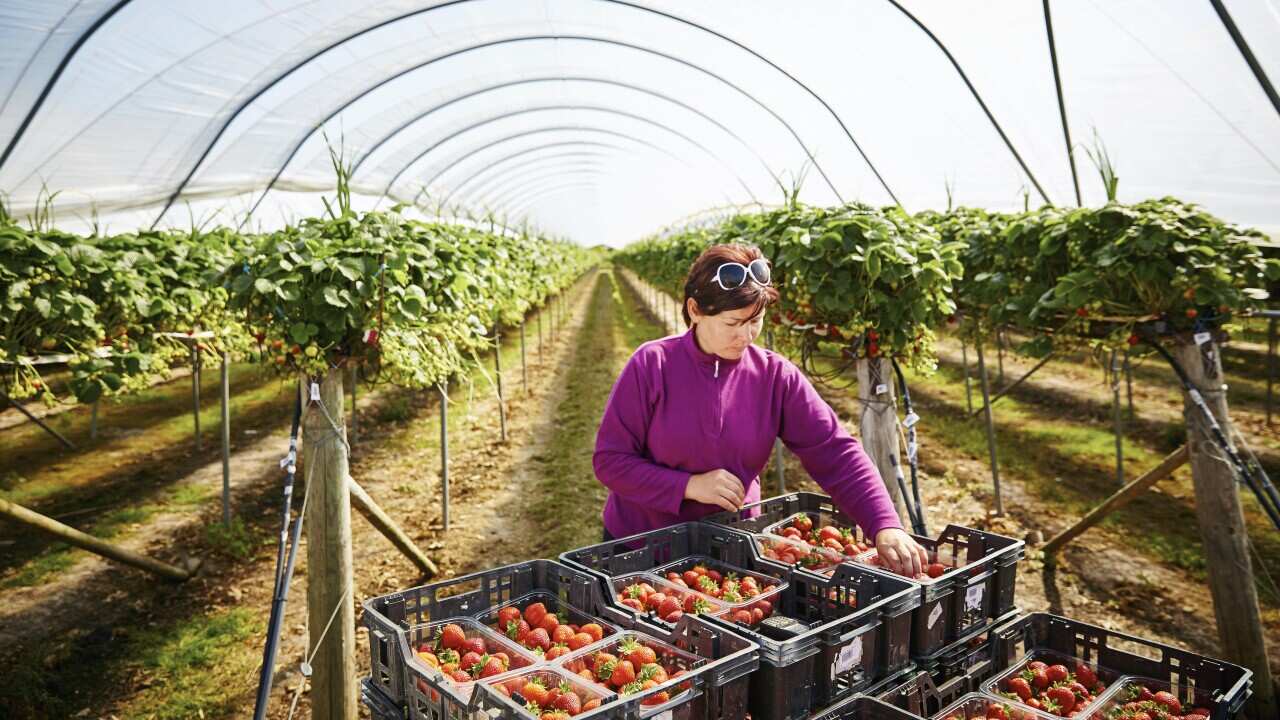 There are many short-term farm jobs to choose from in regional Victoria. 