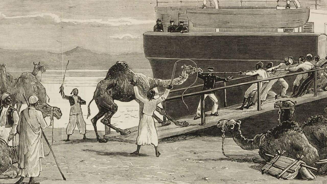 Shipping camels 1884