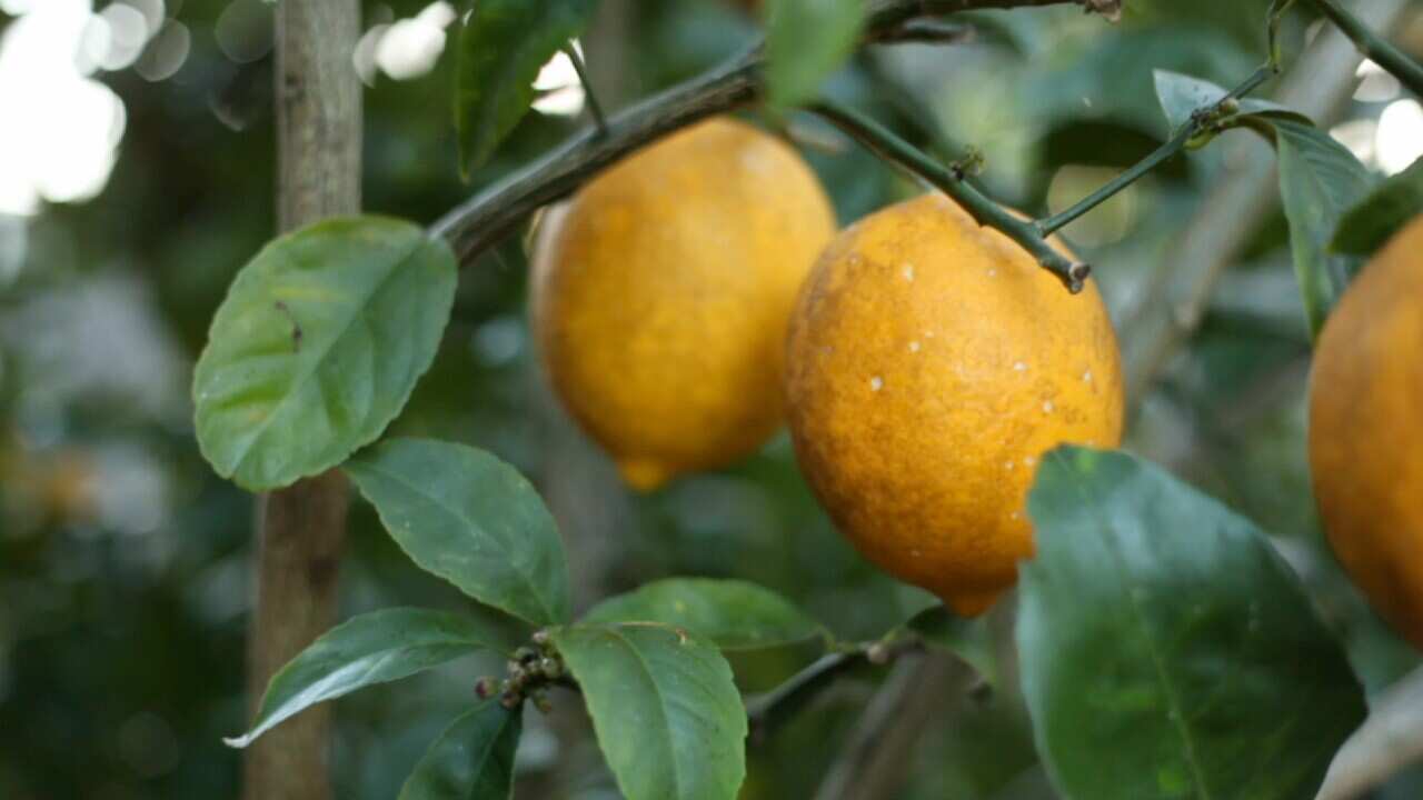 lemon.jpg