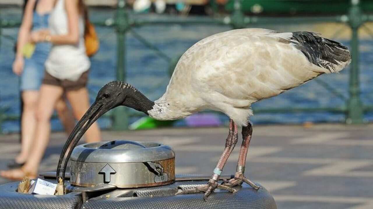 bin chicken