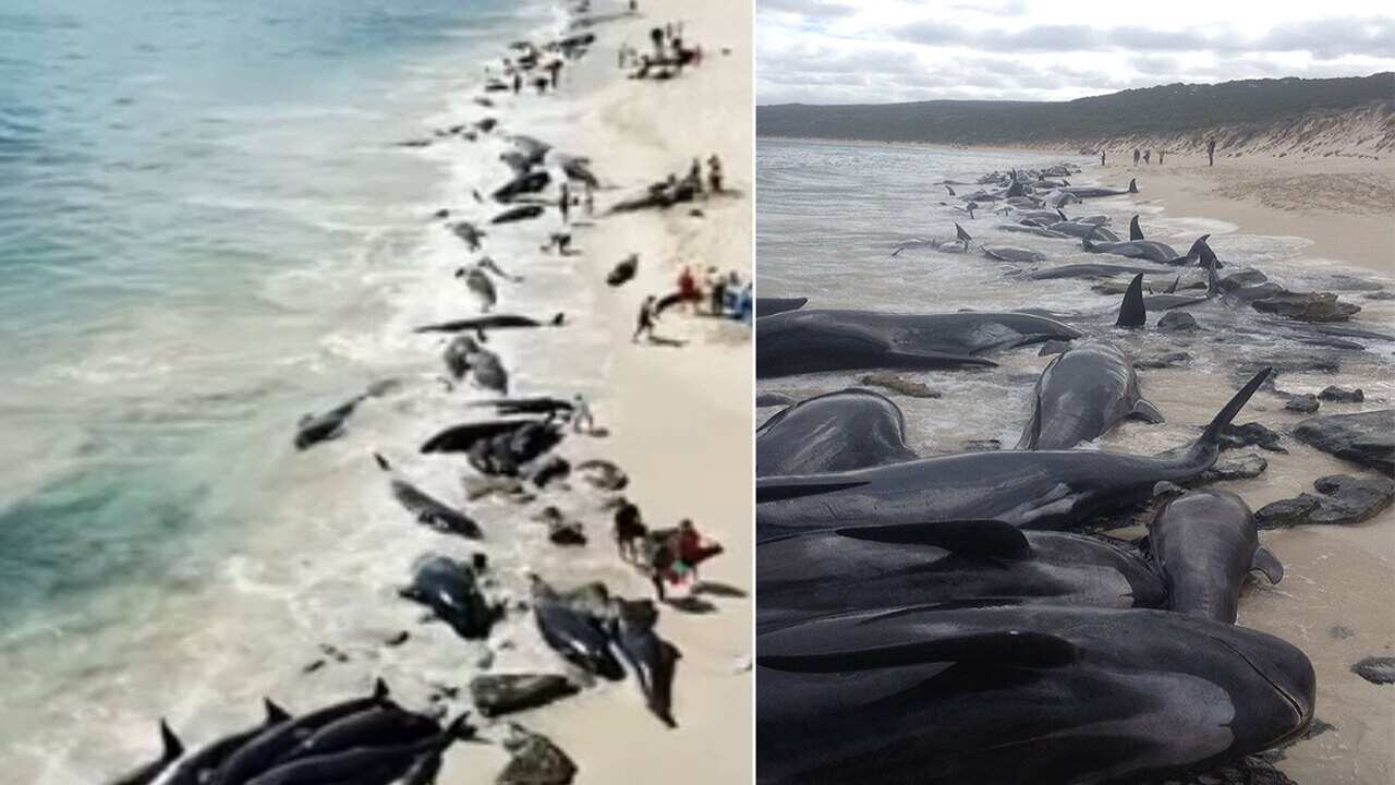Pilot whales