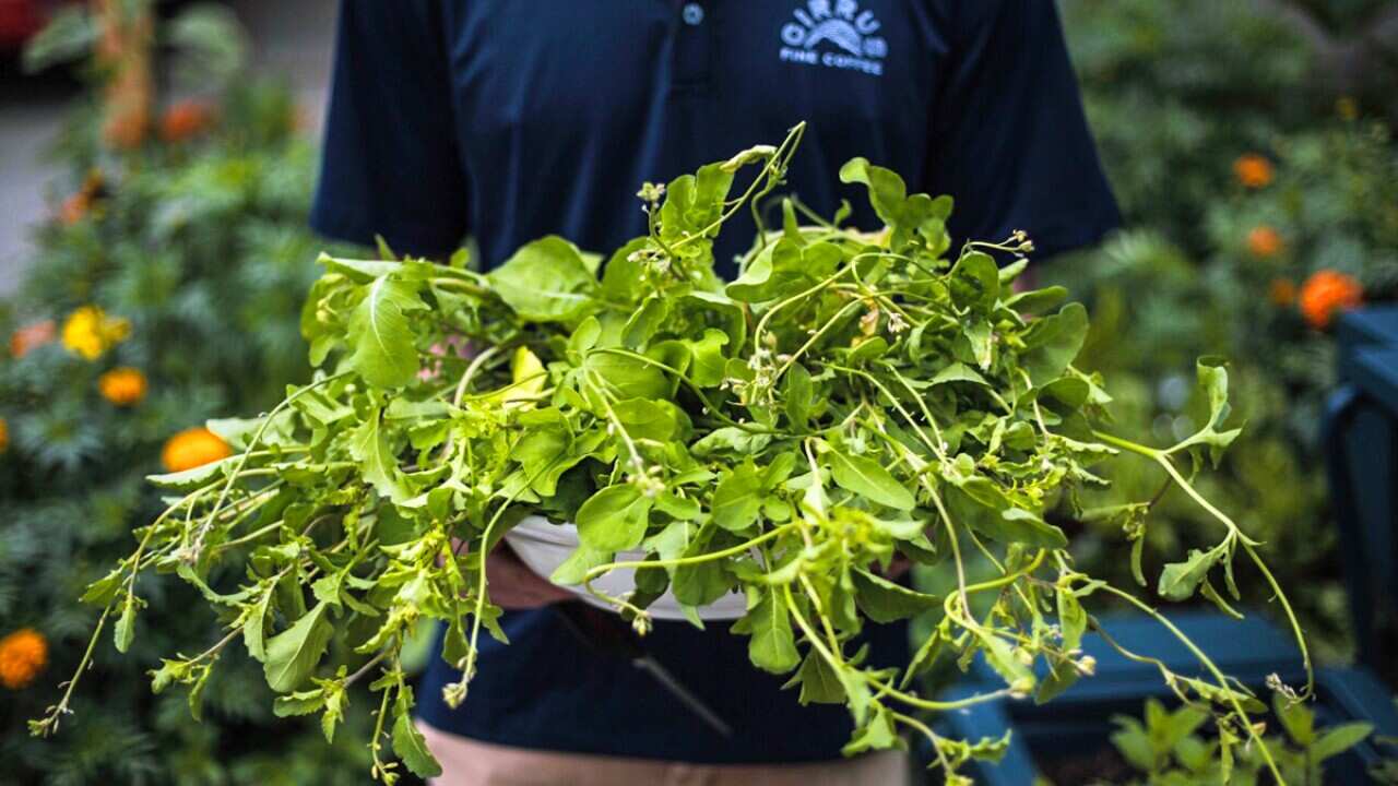 The coffee roaster's urban garden grows an abundance of greens.