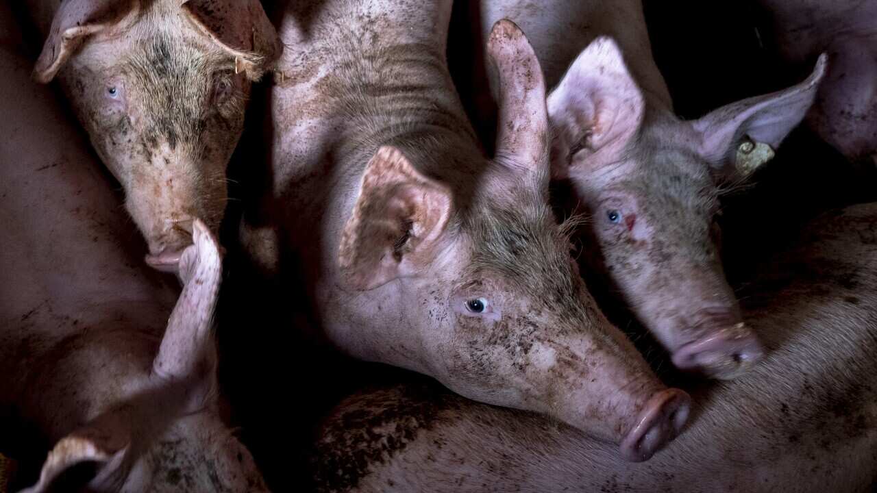 Pigs are seen in a shed of a pig farm with 800 pigs in Harheim near Frankfurt, Germany, Friday, June 19, 2020. The pigs are sold to local butchers and slaughtered there. (AP Photo/Michael Probst)