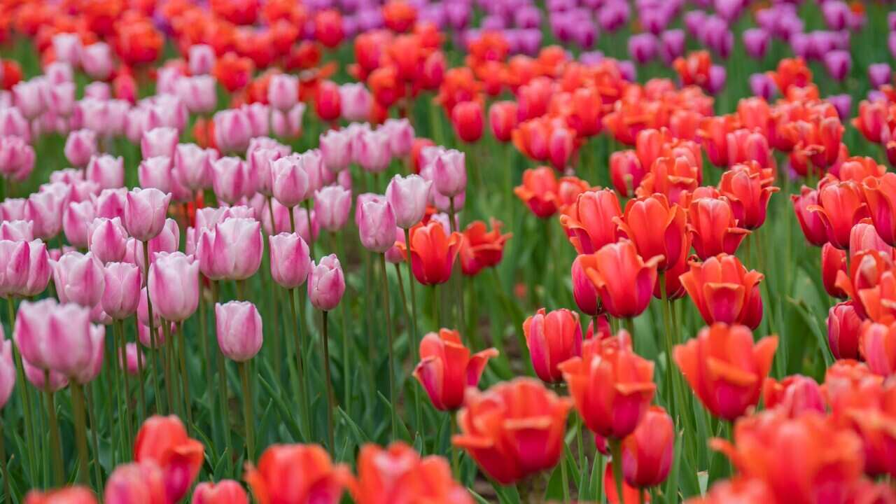 China Chongqing Zoo Blooming Tulips