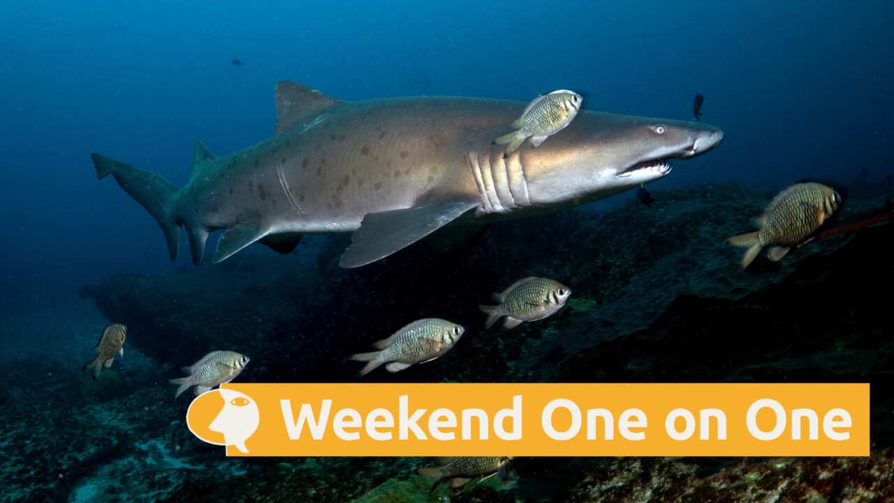 A sand tiger shark off the coast of South Africa