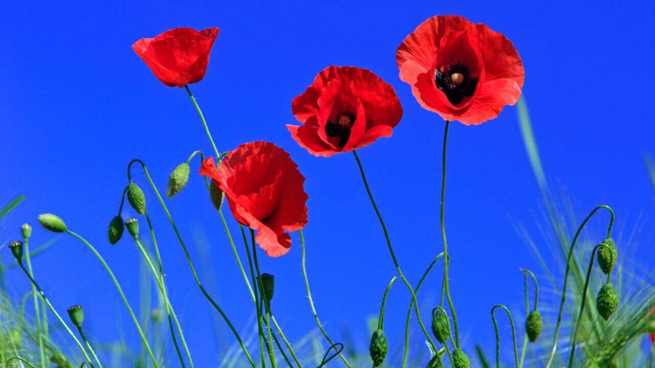 Common poppies, flowering against a blue sky