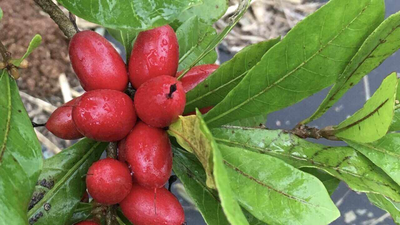 Synsepalm dulcificum – popularly known as 'miraculous berry' or the 'miracle fruit'. 