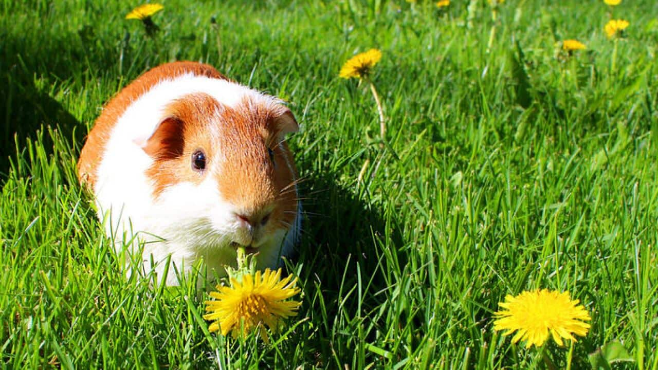 Guinea Pig