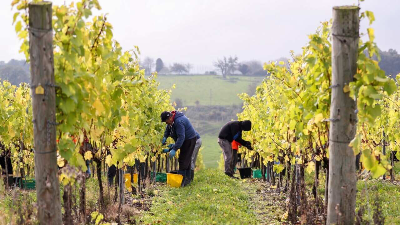 korean_29032024_wine tariff.mp3