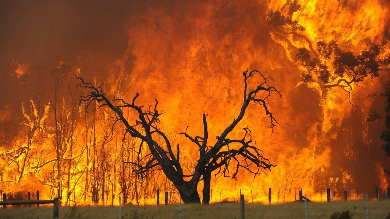 A bushfire at the Bunyip State Forest