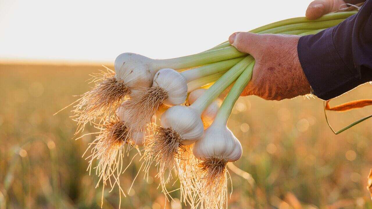 Australian Garlic Growers