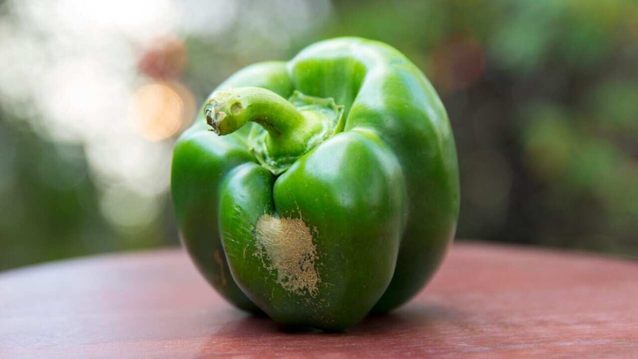 Capsicum with scar