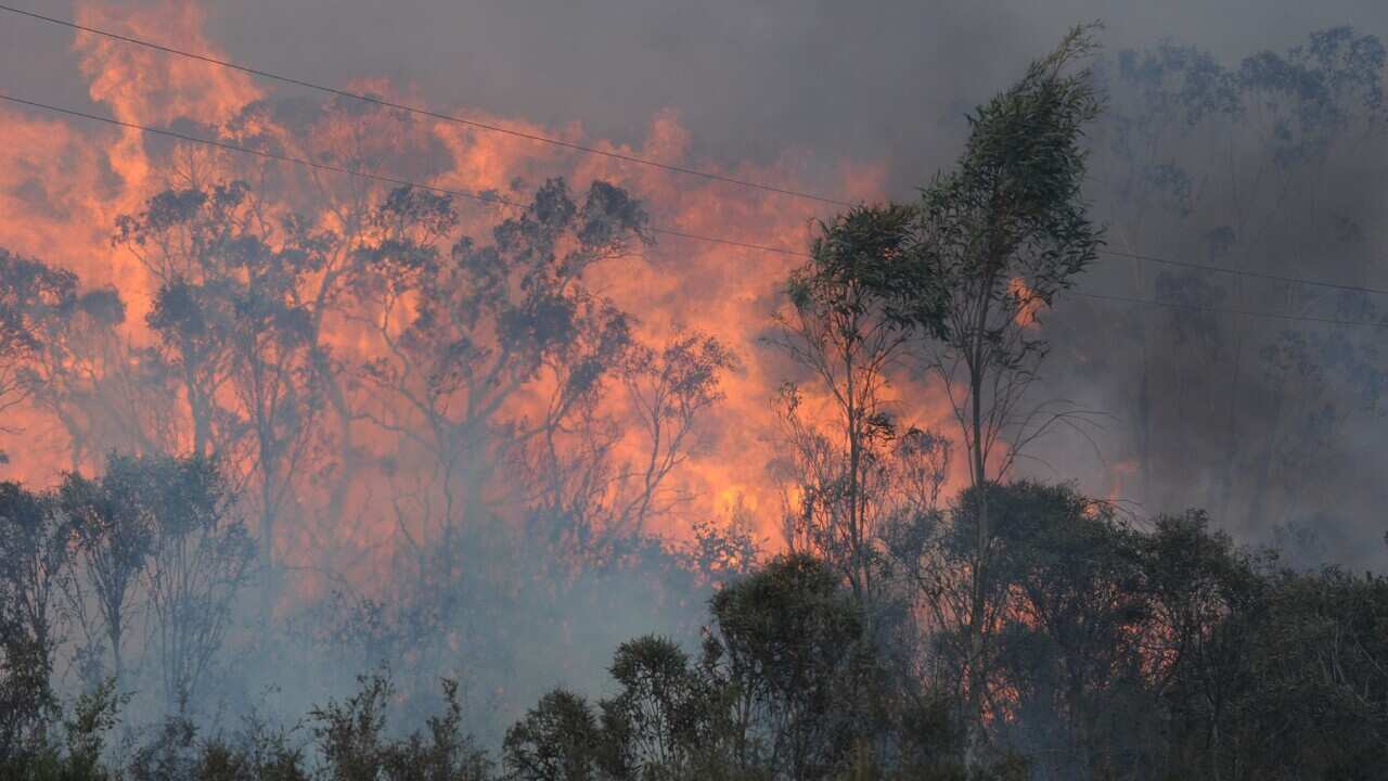 NSW BUSHFIRES