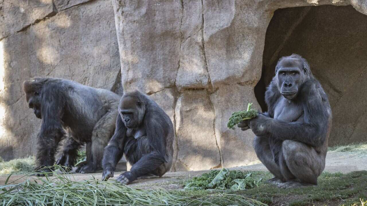 Members of the gorilla troop are seen in their habitat on January 10, 2021 at the San Diego Zoo Safari Park