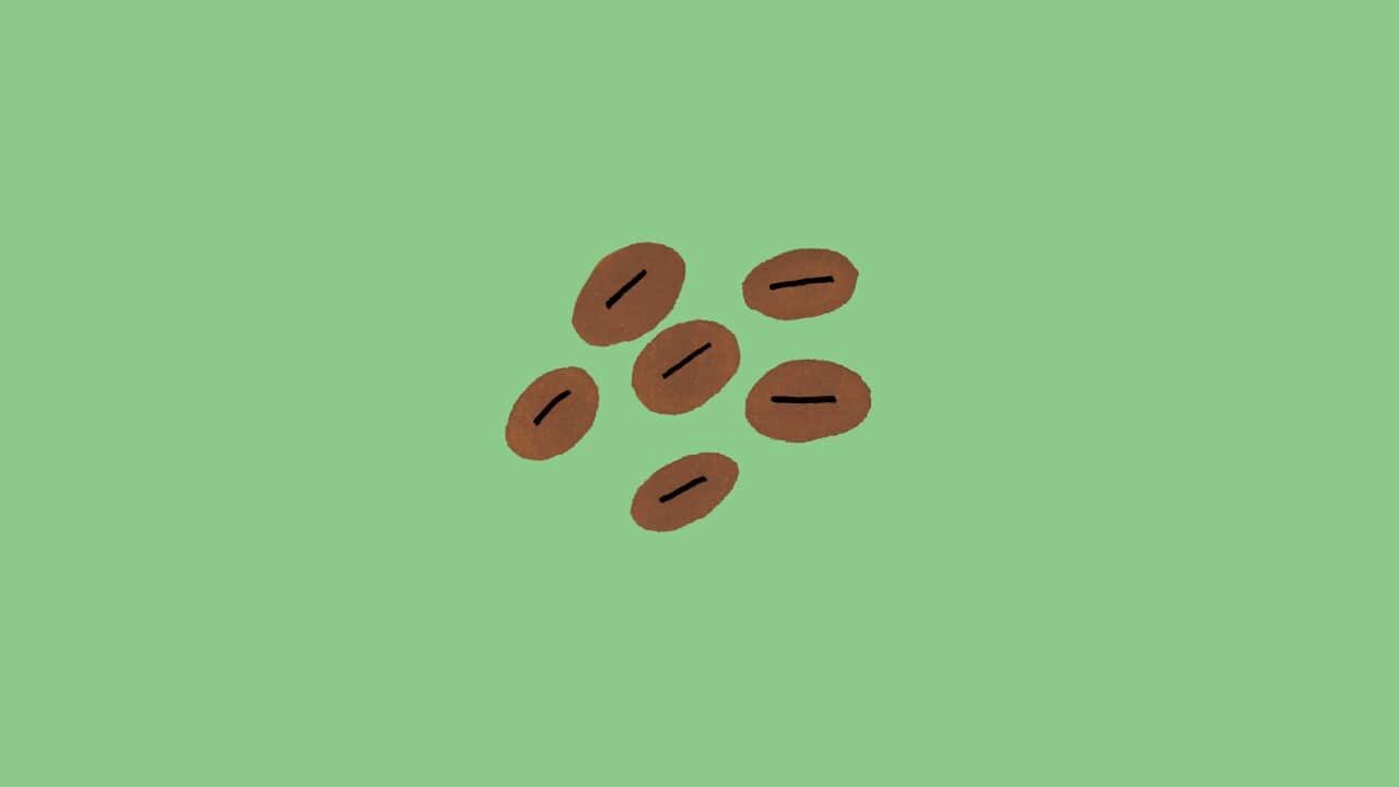 Should You Really Eat That Episode 4 Coffee
