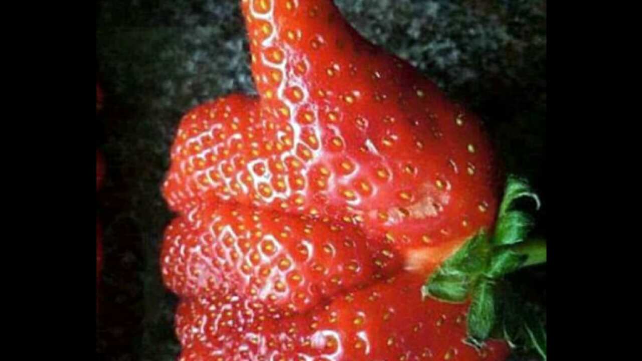 This mutant strawberry weirdly looks like it is giving its owner a big thumb's up   Read more: http://www.dailymail.co.uk/femail/food/article-4792798/Unsettling-photos-food-look-like-should.html#ixzz4pzIXBNZe  Follow us: @MailOnline on Twitter | DailyMail