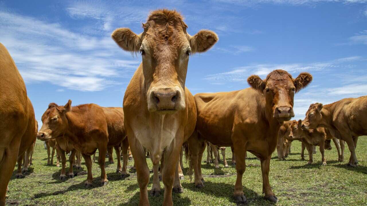 Beef cattle