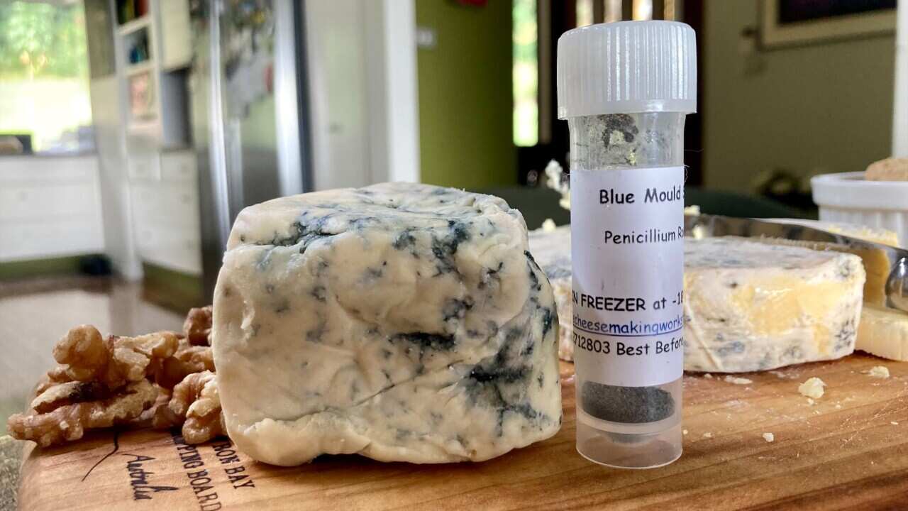 A blue cheese made by Kathy Harrington of Valley Cheesemakers sits alongside Penicillium Roqueforti. 