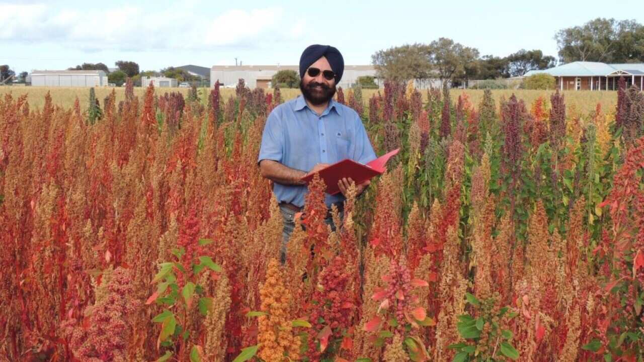  DPIRD research scientist Dr Harmohinder Dhammu, principal investigator of the project, in quinoa variety trial at Geraldton, WA.