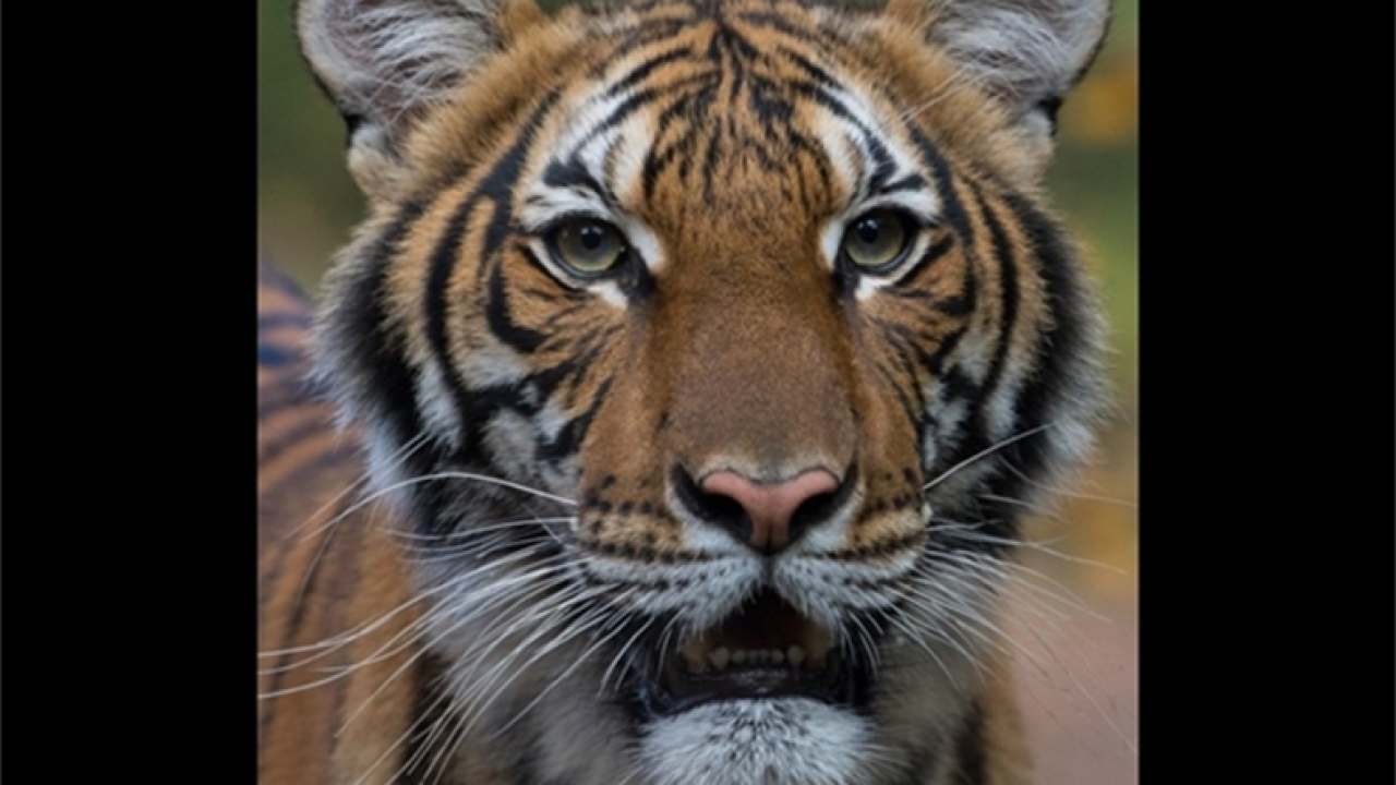 The four-year-old Malayan tiger is believed to have been infected by a zoo employee.