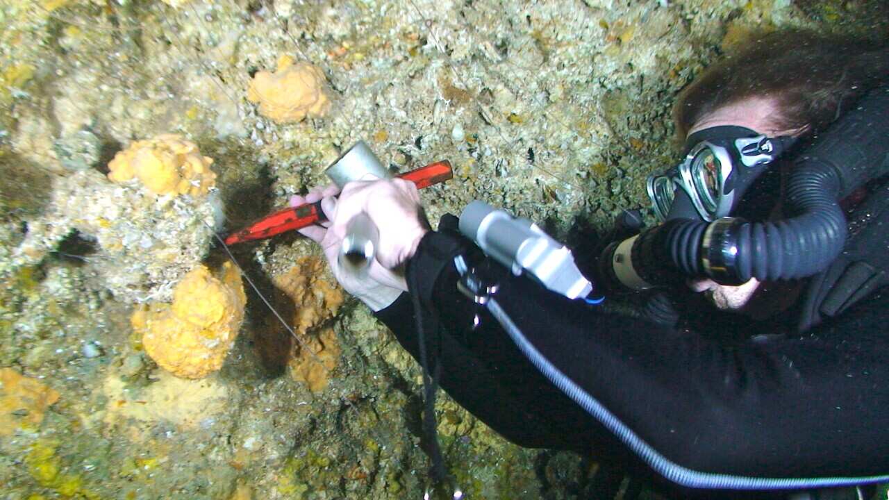 A diver collecting samples