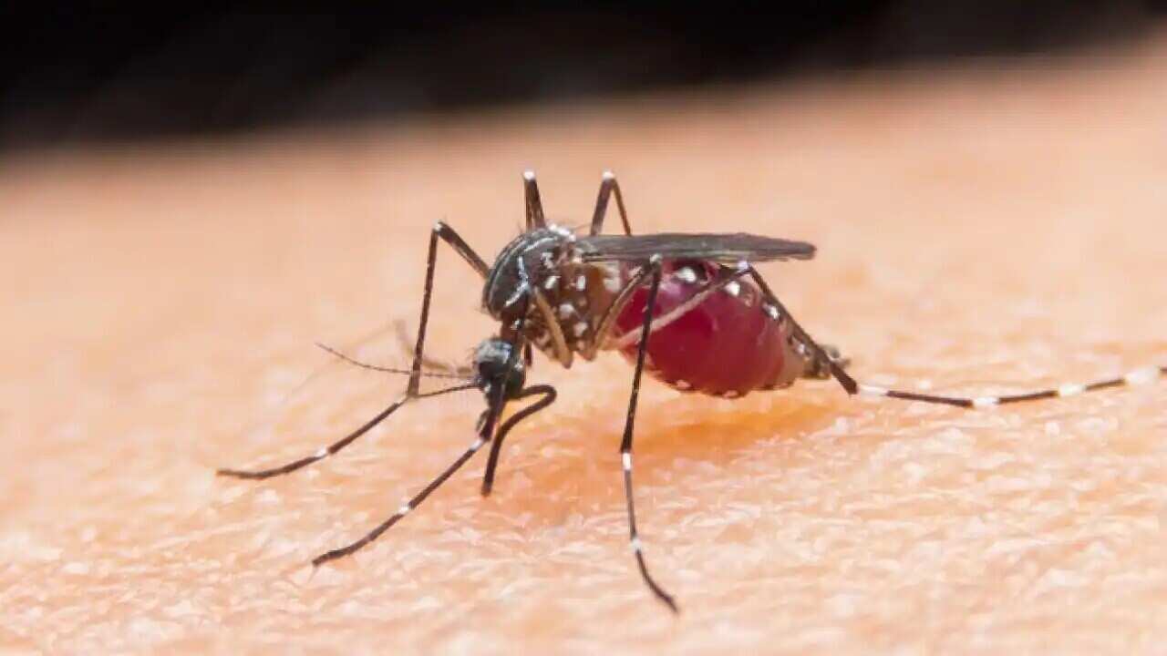 dengue mosquito