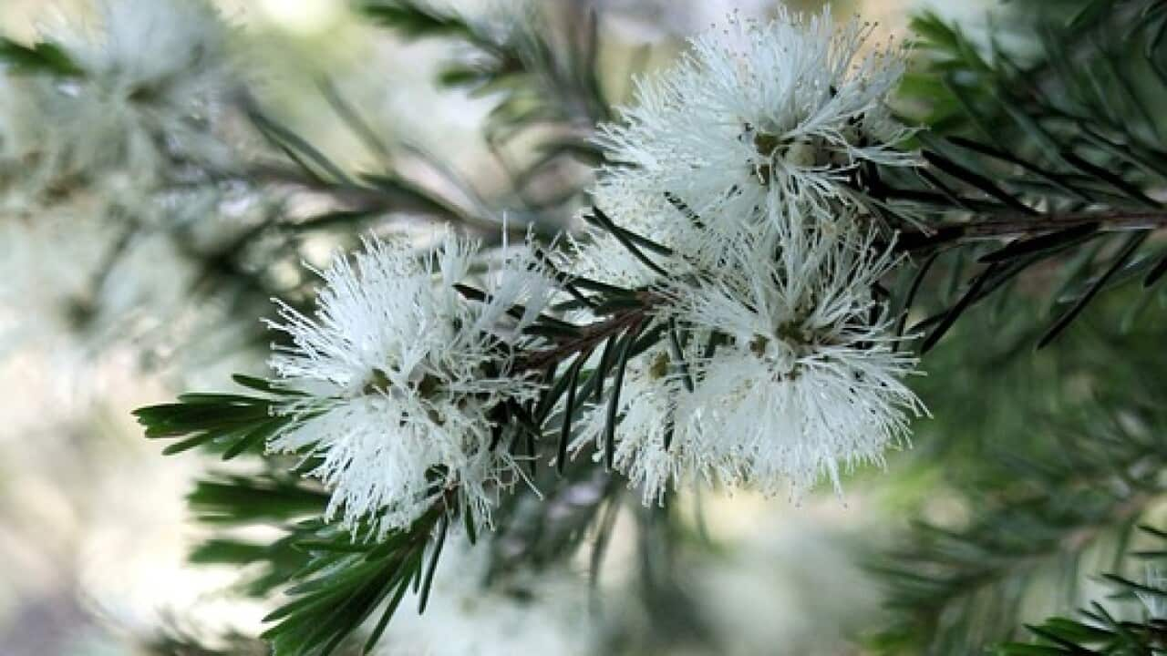 昆士亞是澳洲原生植物