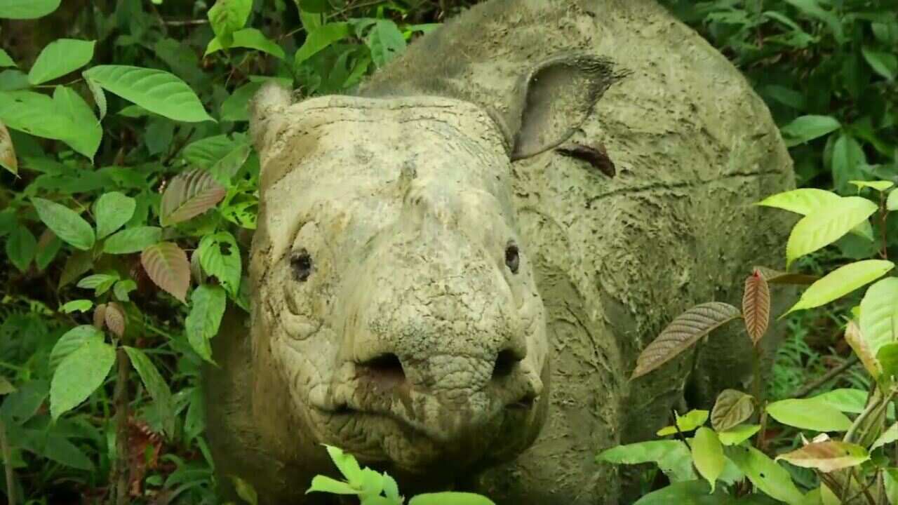 The 25-year-old female rhino, named Iman, died of cancer in the state of Sabah.